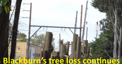Blackburn's tree loss continues